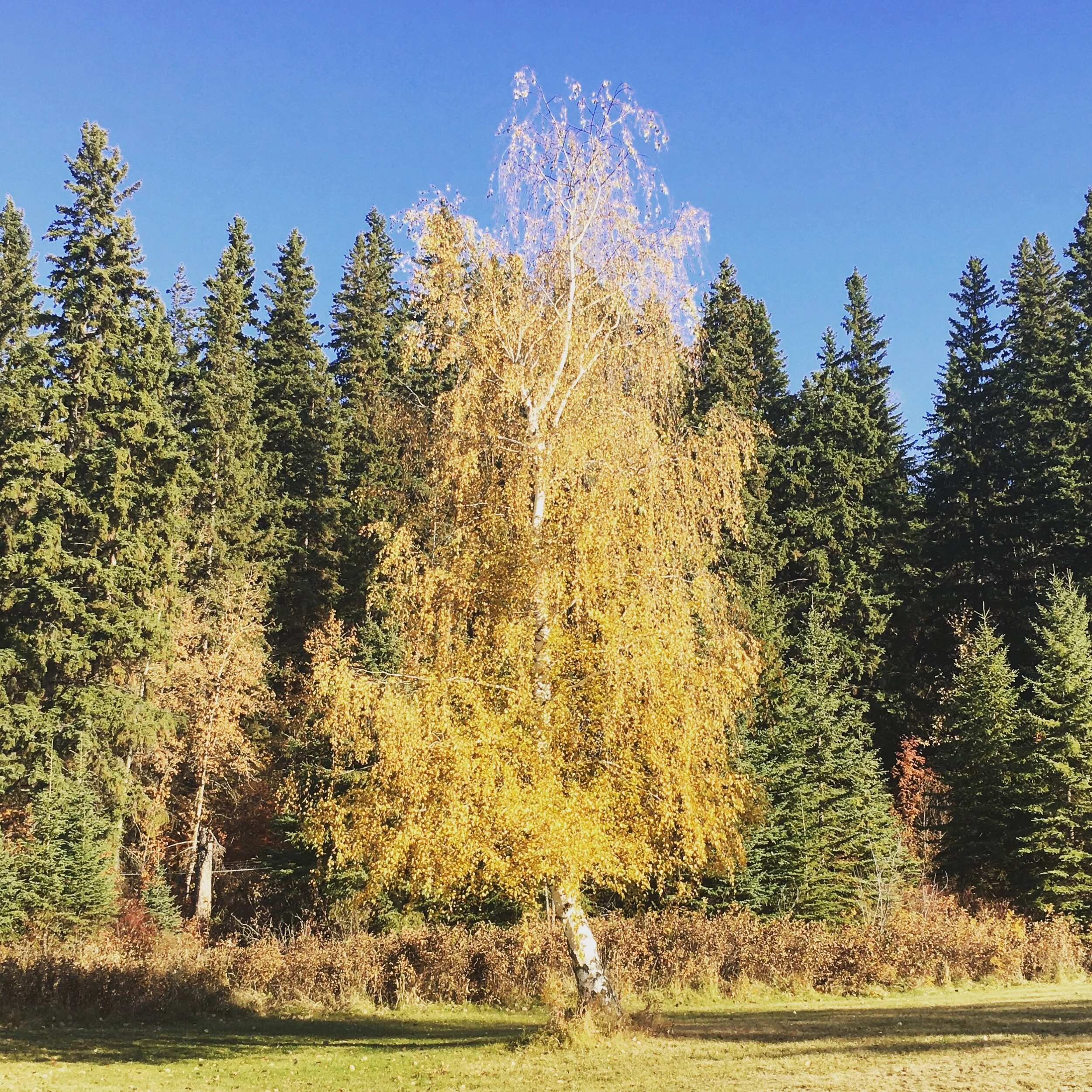 Of course, a good fall walk always helps.