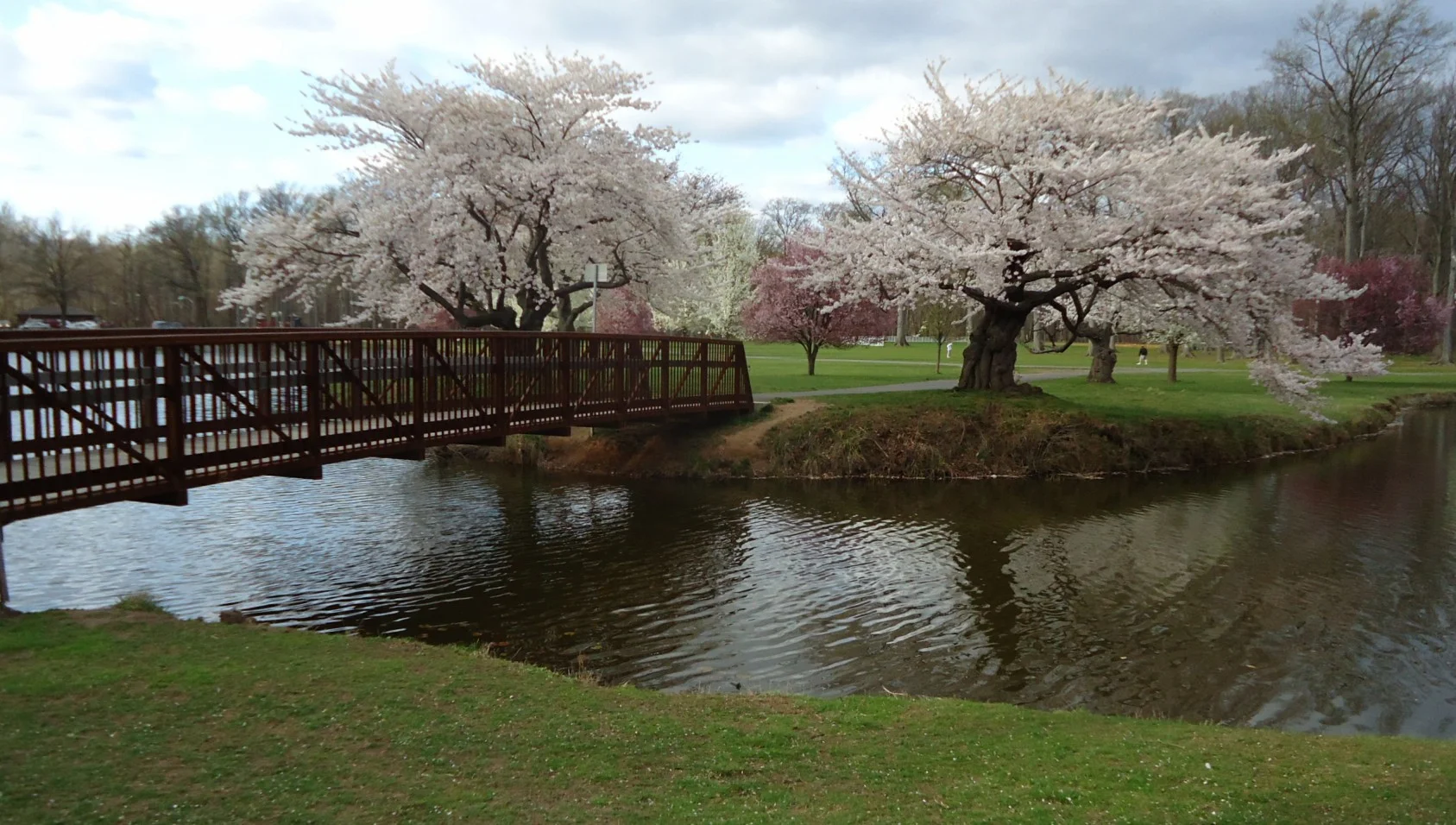 Bridge_and_trees_near_lake_in_Nomahegan_Park_NJ.jpg