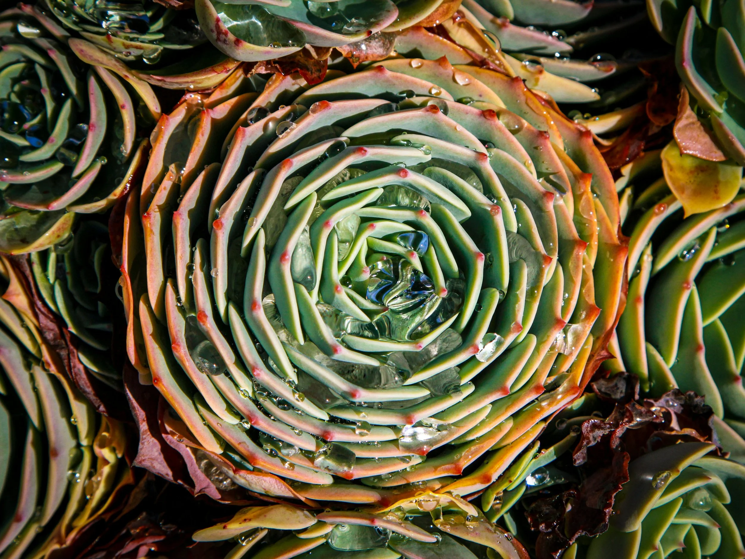 Close-up view of succulent plants with water droplets on the leaves, arranged in a rosette pattern.