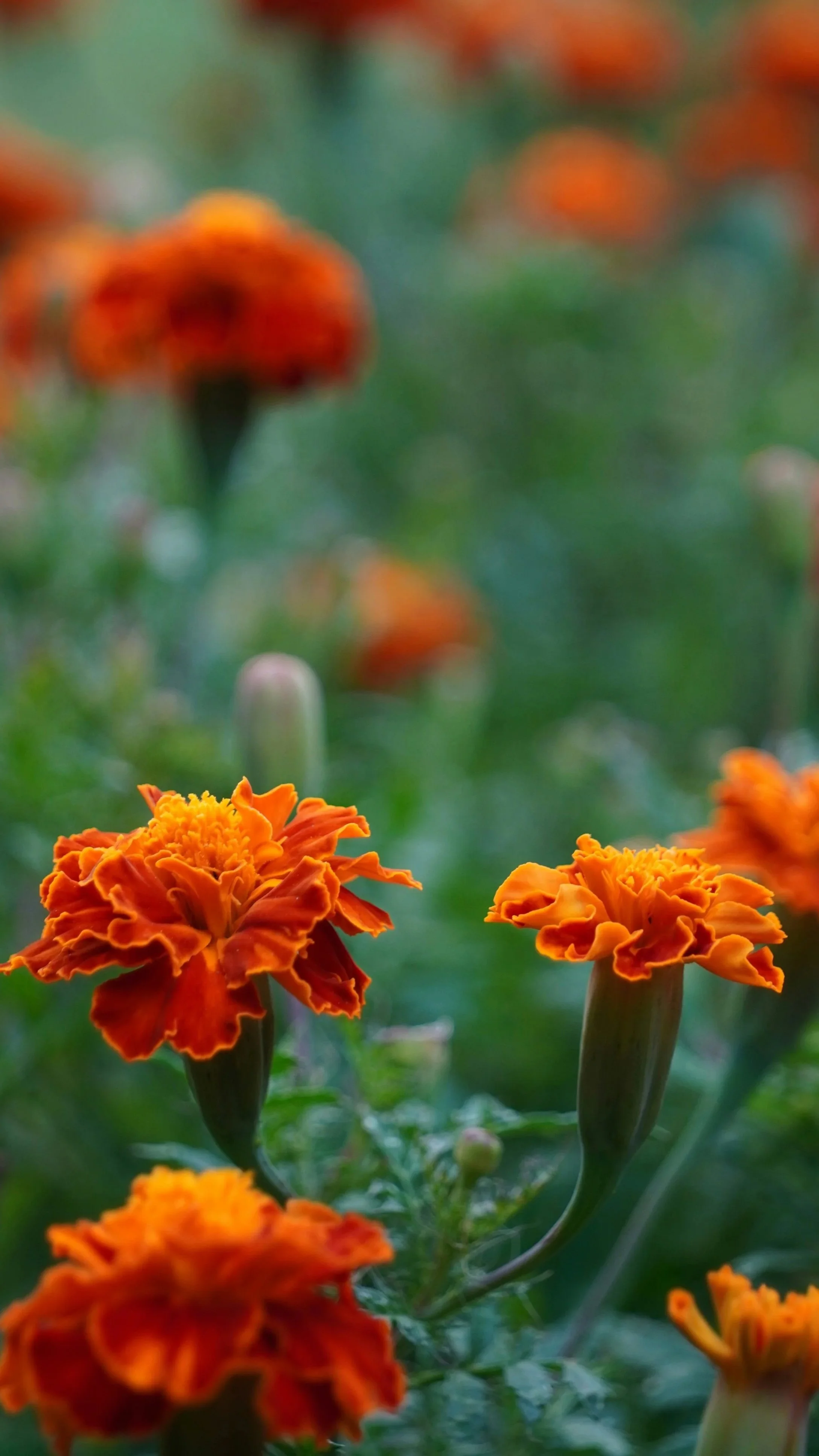 Close-up of bright orange marigold flowers in a garden, with blurred background of more marigolds and green leaves.