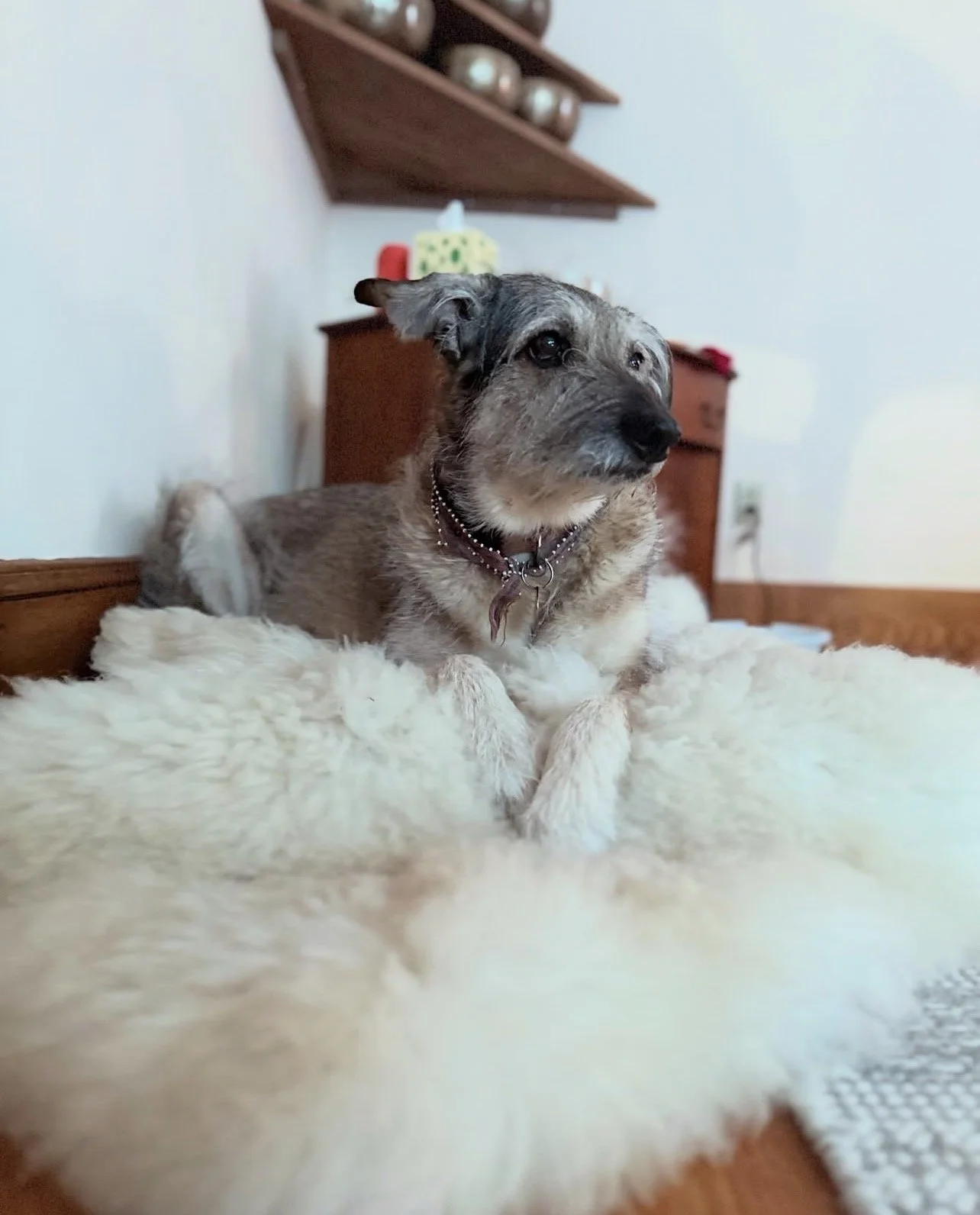 Structural Integration in Portland, Maine with therapy dog Nahla