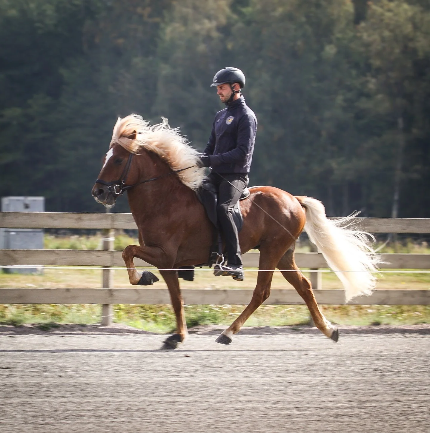 Kvasir fra Steinnesi

Efter f&ouml;rsta omg&aring;ng 8,08 med 8,15 f&ouml;r rid ⭐️

Grattis @uppfinnarjoppe till din h&auml;st! 

#kvasirfrsteinnesi #eques #islandsh&auml;st #icelandichorse #islandshest #t&ouml;lt #steinnesi #islandspferd @eques_equi