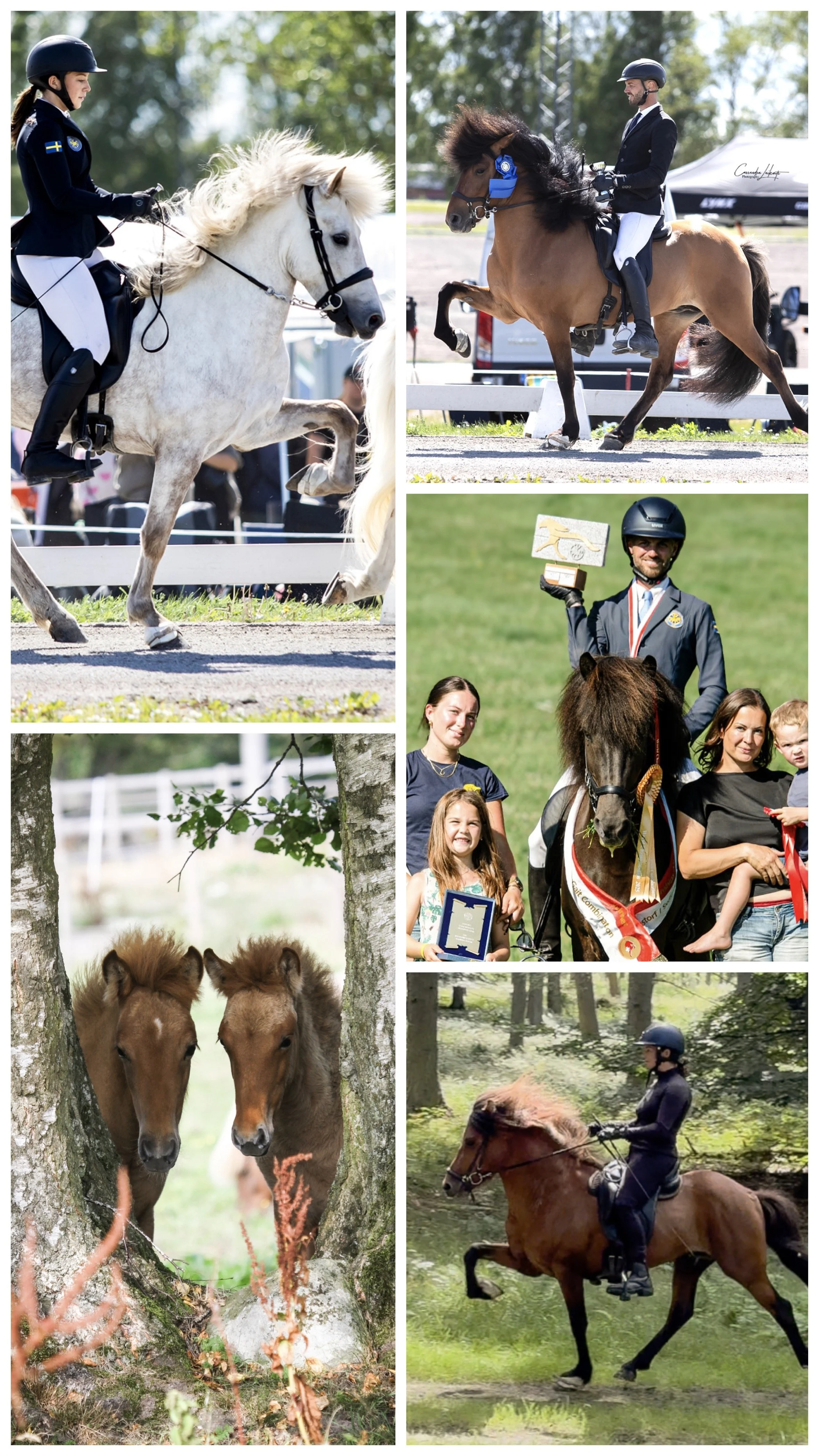 Nyårs sammanställning 2025