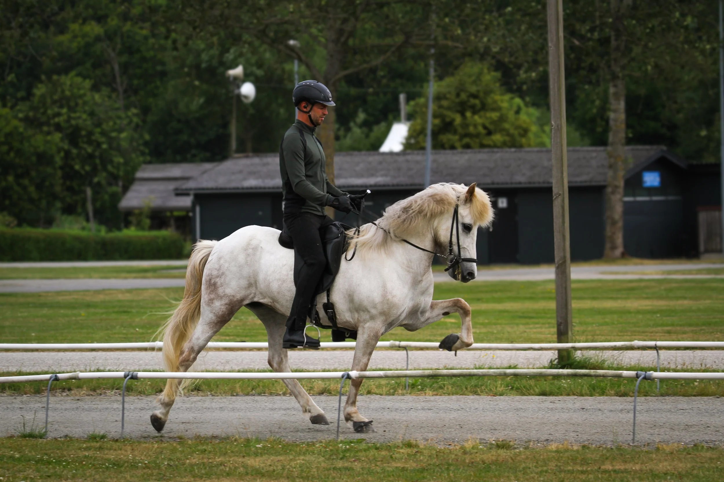 Avelsbedömning i Herning