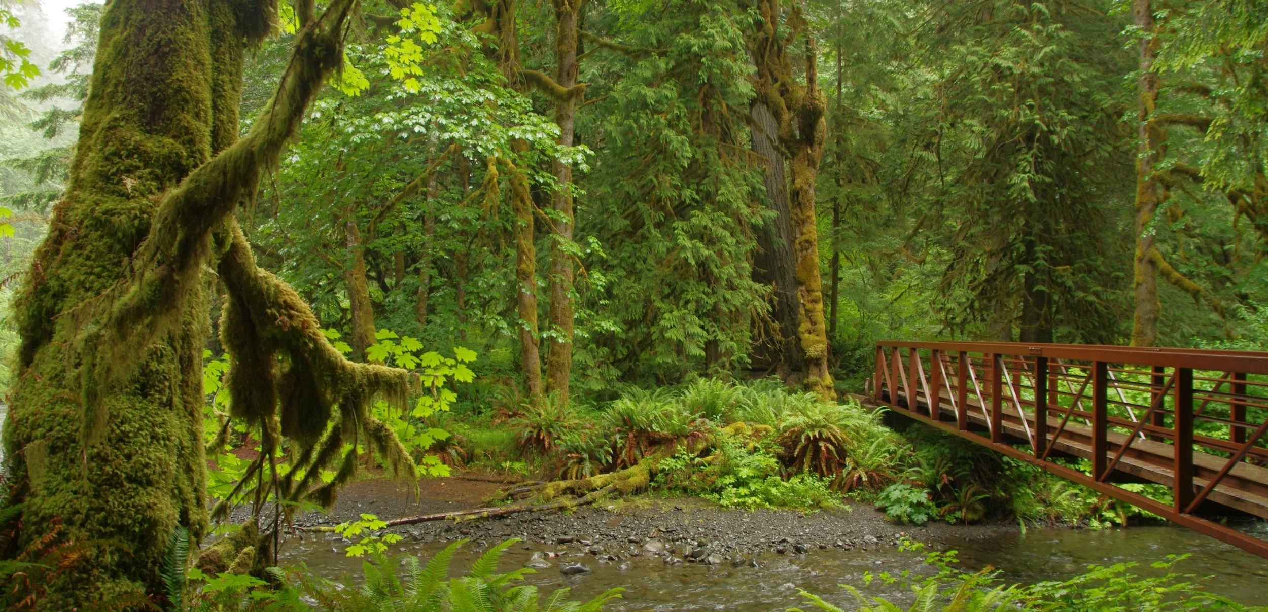 cropped_rainforest with bridge 2.jpg