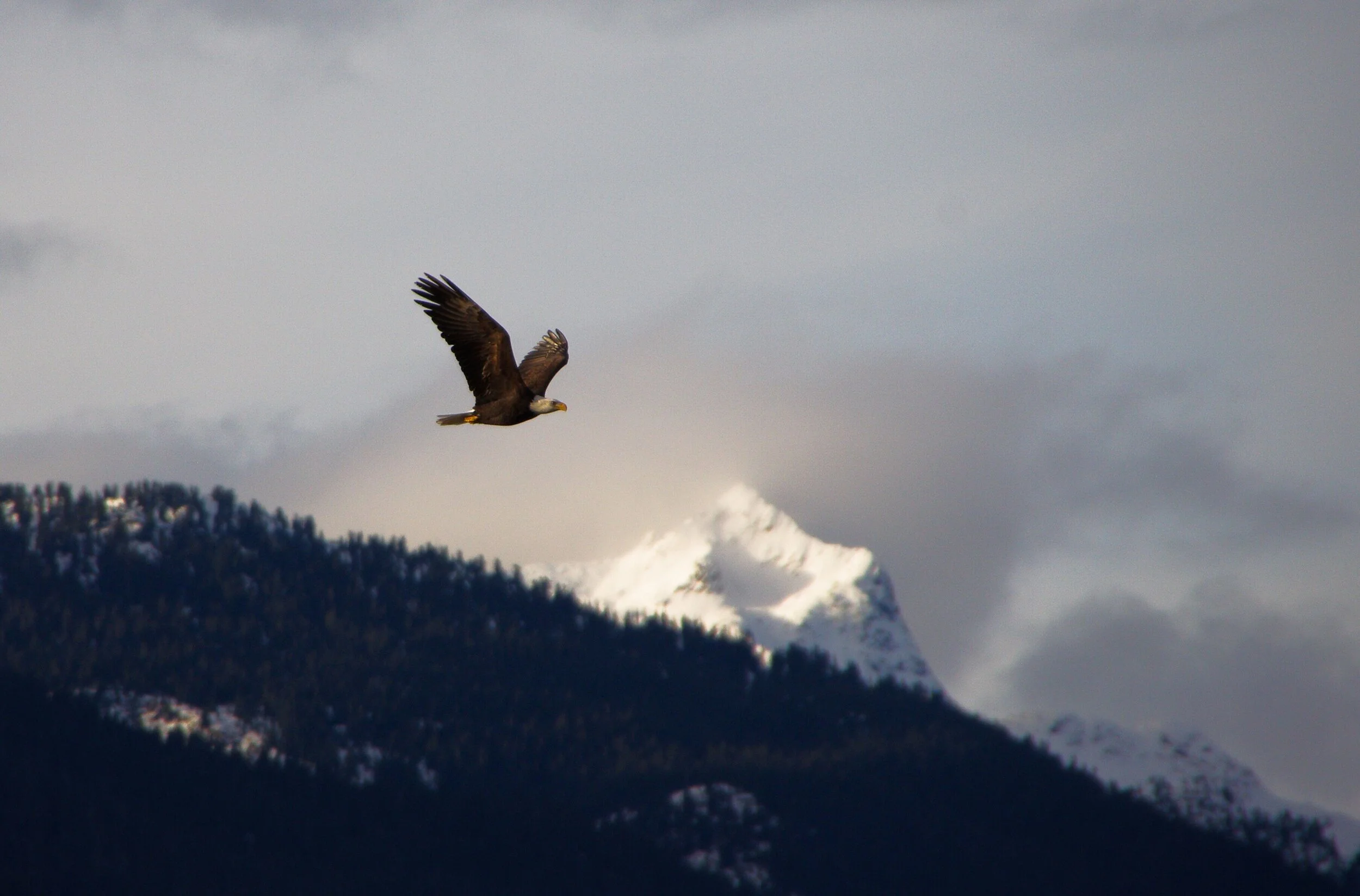 eagle.jpeg