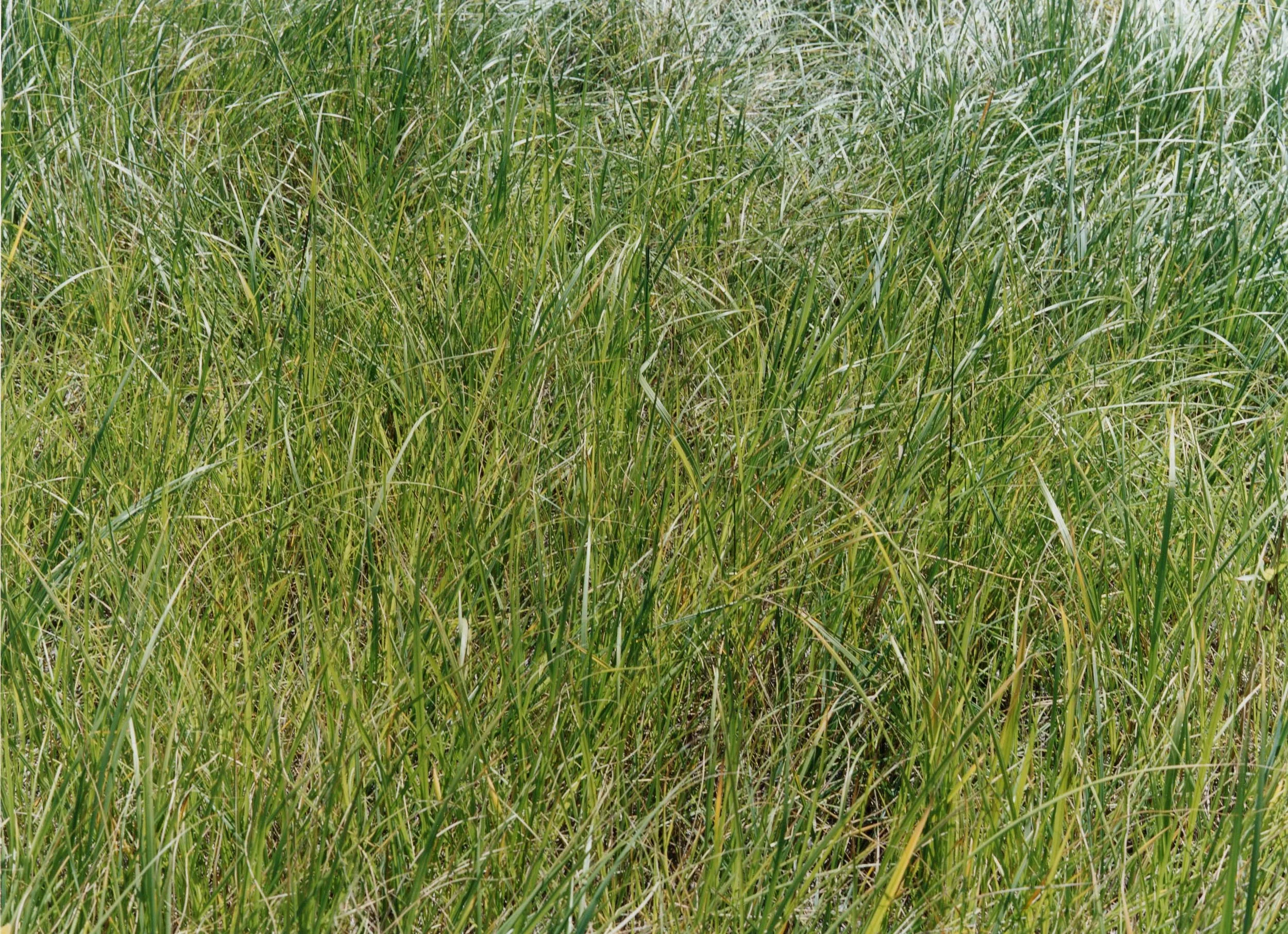 ElementalGrass1.jpg