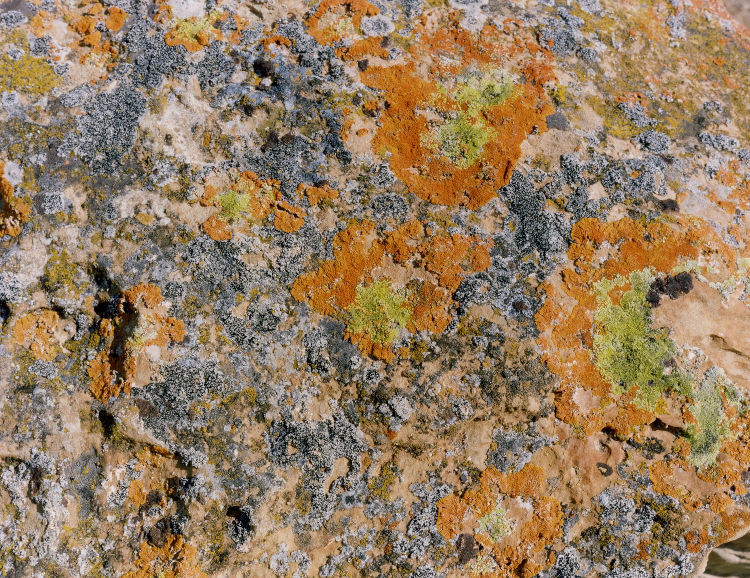 ARowley_ELEMENTAL_Lichen3.jpg