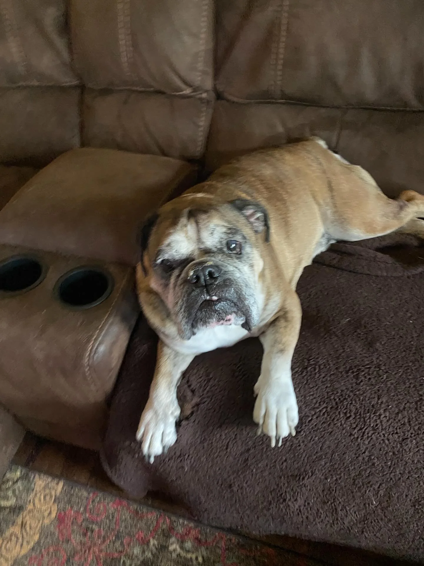 Remembering our sweet boy Leonidas today. Still miss him so much, and so thankful for the time we had with him. 
#diadelosmuertos #dayofthedead #dayofthedeadforpets