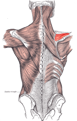 the 17-muscles of the shoulder begin with the SITS of which the first S is the Supraspinatus.