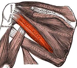 The Teres Minor (or the twin as we call it at Show UP Fitness) is one the four rotator cuff muscles and does the same thing as the infraspinatus muscle.