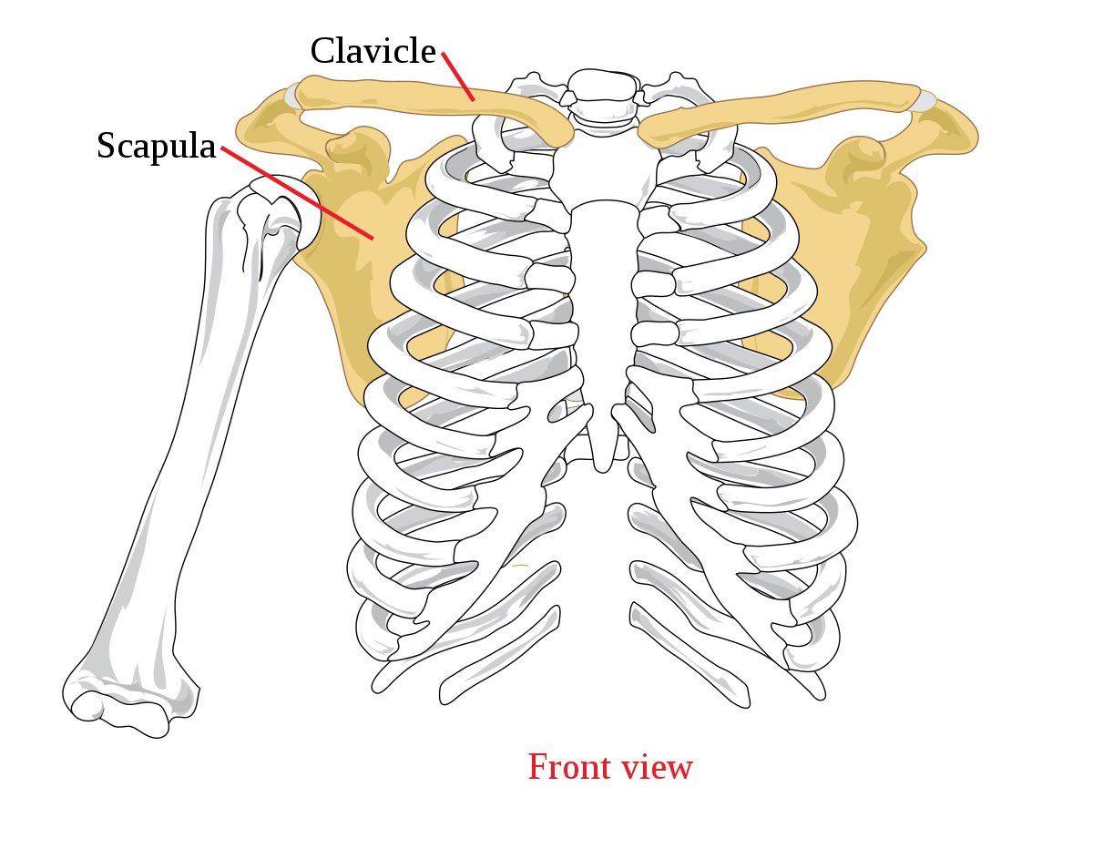 The subscapularis sit on the posterior side of the scapula on the Subscapular Fossa. Learn the 17-muscles of the shoulder and the SITS at Show Up Fitness Internship.