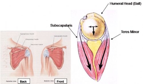 Sub means underneath. The subscapularis is one of the four rotator cuff muscles. You will learn shoulder & hip anatomy at Show Up Fitness - Where Great Trainers Are Made!