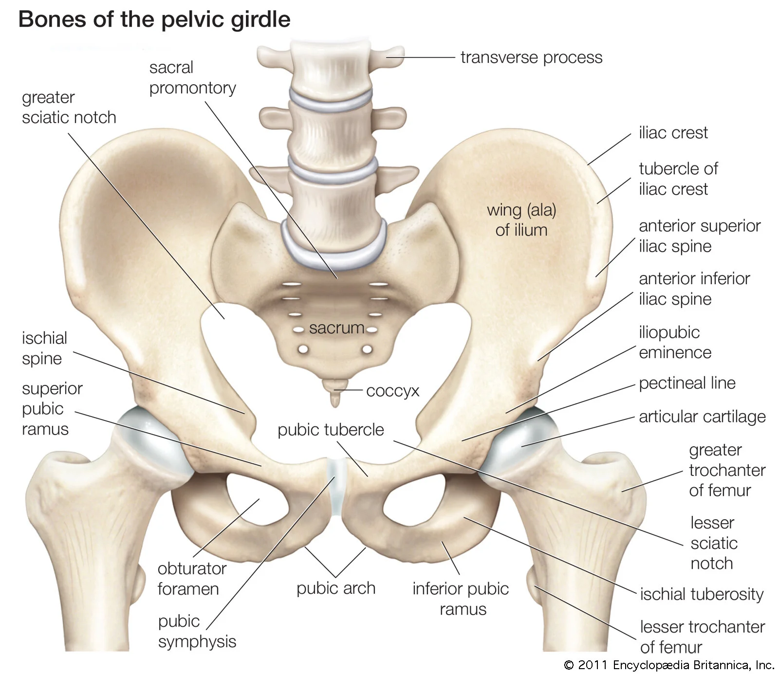 Anterior Superior Iliac Spine Muscle Attachment