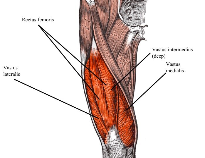 The Vastus Medialis is one of the 4-qiuadriceps muscles. It is also referred to as the tear drop and/or VMO in the NASM world. If you want to learn this and much more, Show Up Fitness Internship is the way to go.