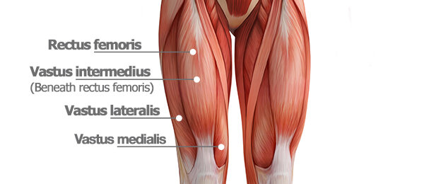 The quads consist of 4-muscles. The three vastus muscles (medialis, intermedius, and lateralis) and the rectus femoris.