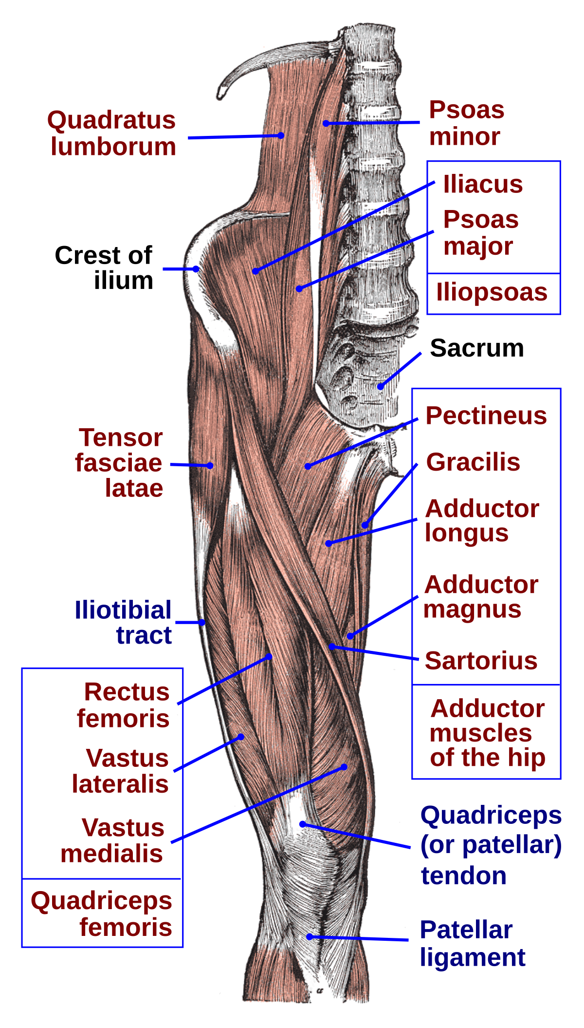 THe Iliopsoas are two muscles (iliacus & the psoas major) and the main hip flexors. Learn all this and more while going through Show Up Fitness Personal Training 2-month internship in Los Angeles and San Diego.