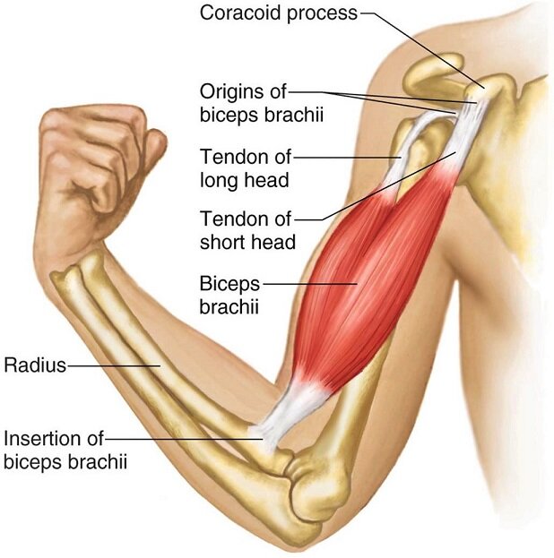 Biceps Brachii is an anterior upper arm muscle. You'll learn all the actions (flexion - elbow & humerus and radioulnar supination and more at Show UP Fitness Internship. Now in Santa Monica, San Diego, and Los Angeles.