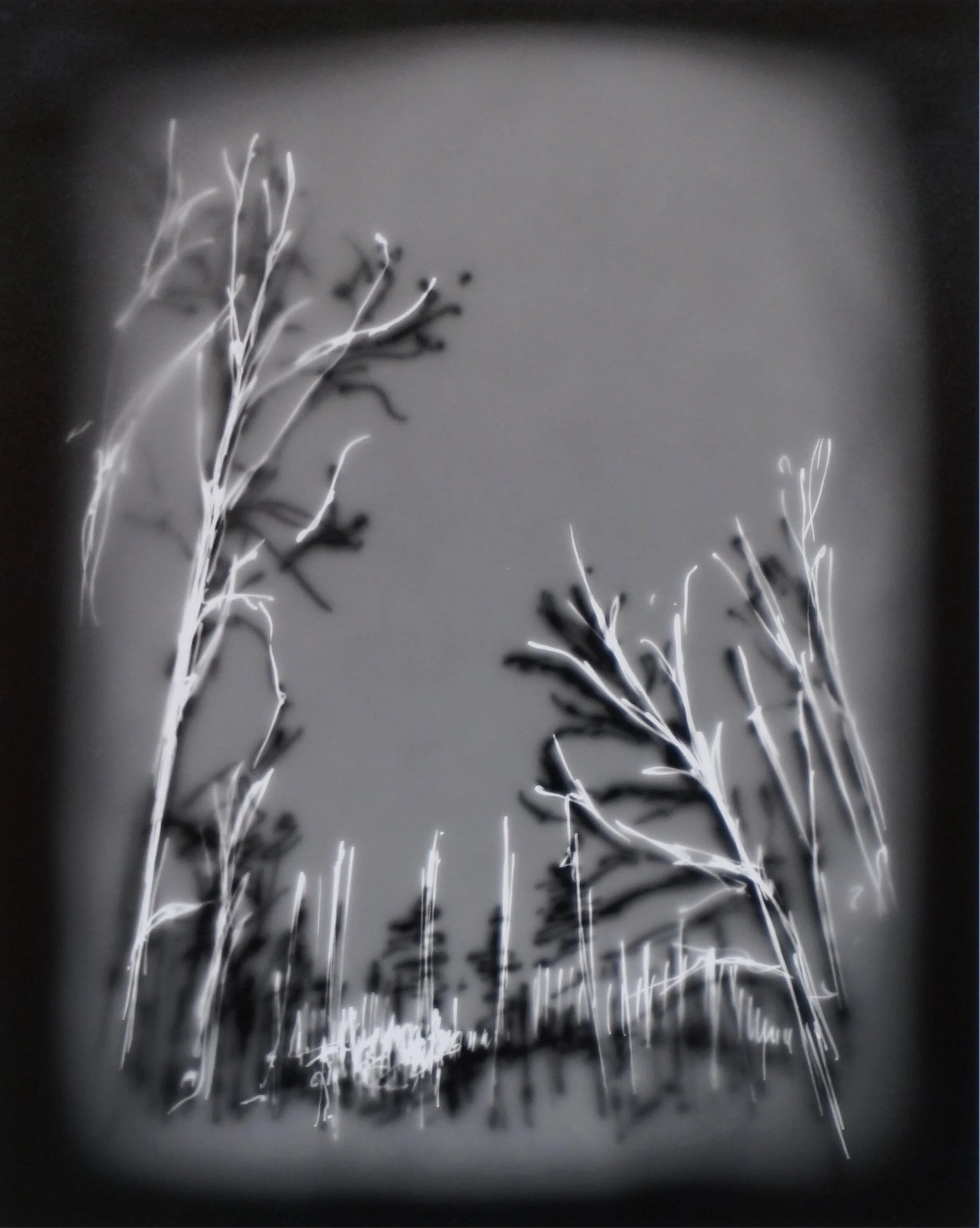 Trees, Oregon #2