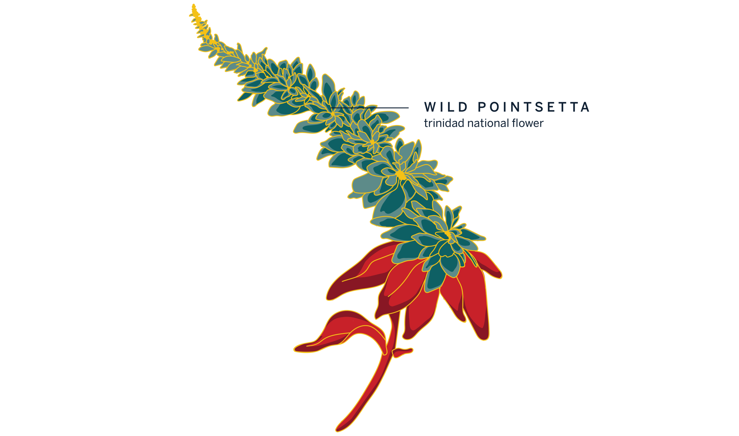 illo_dominican.png