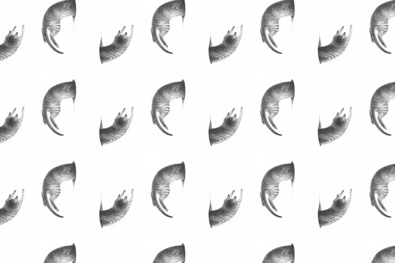 felineportalpattern2019.jpg