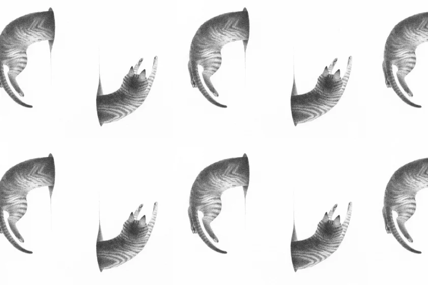 Feline Portal Pattern