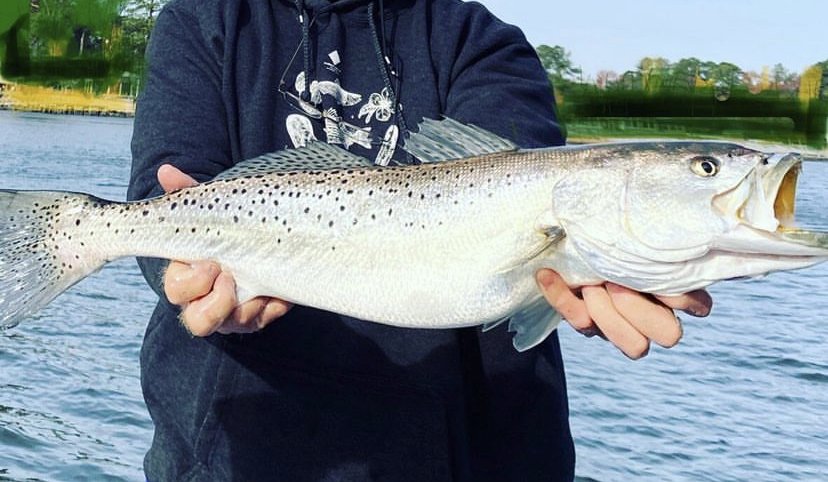 Citation Gator Speckled Trout on the Fly (Light Tackle and Fly