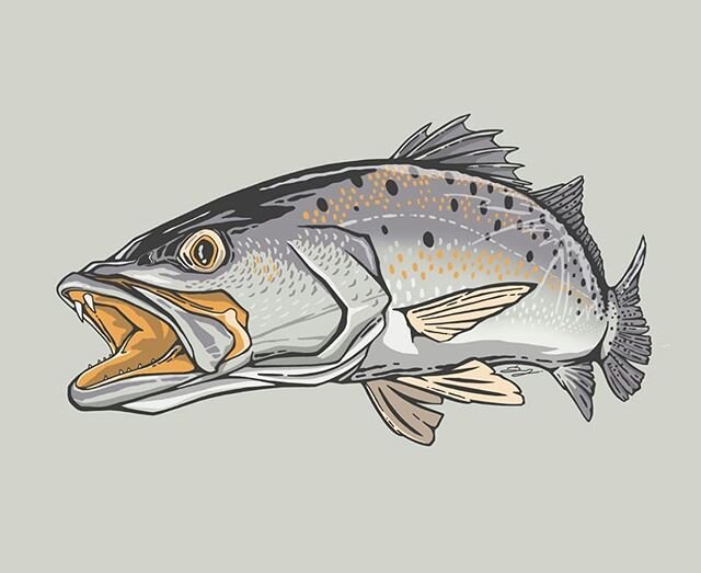 Who would buy shirts with this design?
.
.
.
.
.
#speckledtrout #troutfishing #lighttackle #fish #backwater #gatortrout