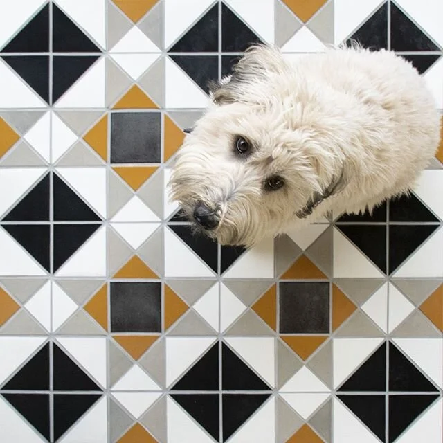Tile Tuesday. @mercurymosaics just released these great photos of dogs on their tiles. Something to make you smile for the day. 🐶 😃