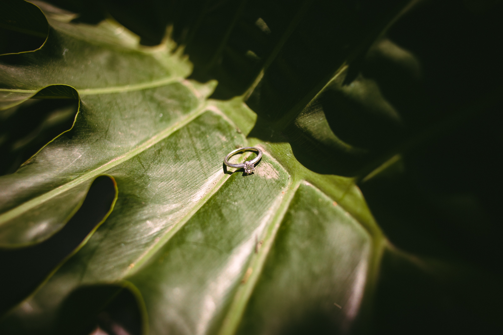 FOTOGRAFOS BODAS CANTABRIA SANTANDER BODA LEON MEXICO PAOLA Y HECTOR.jpg