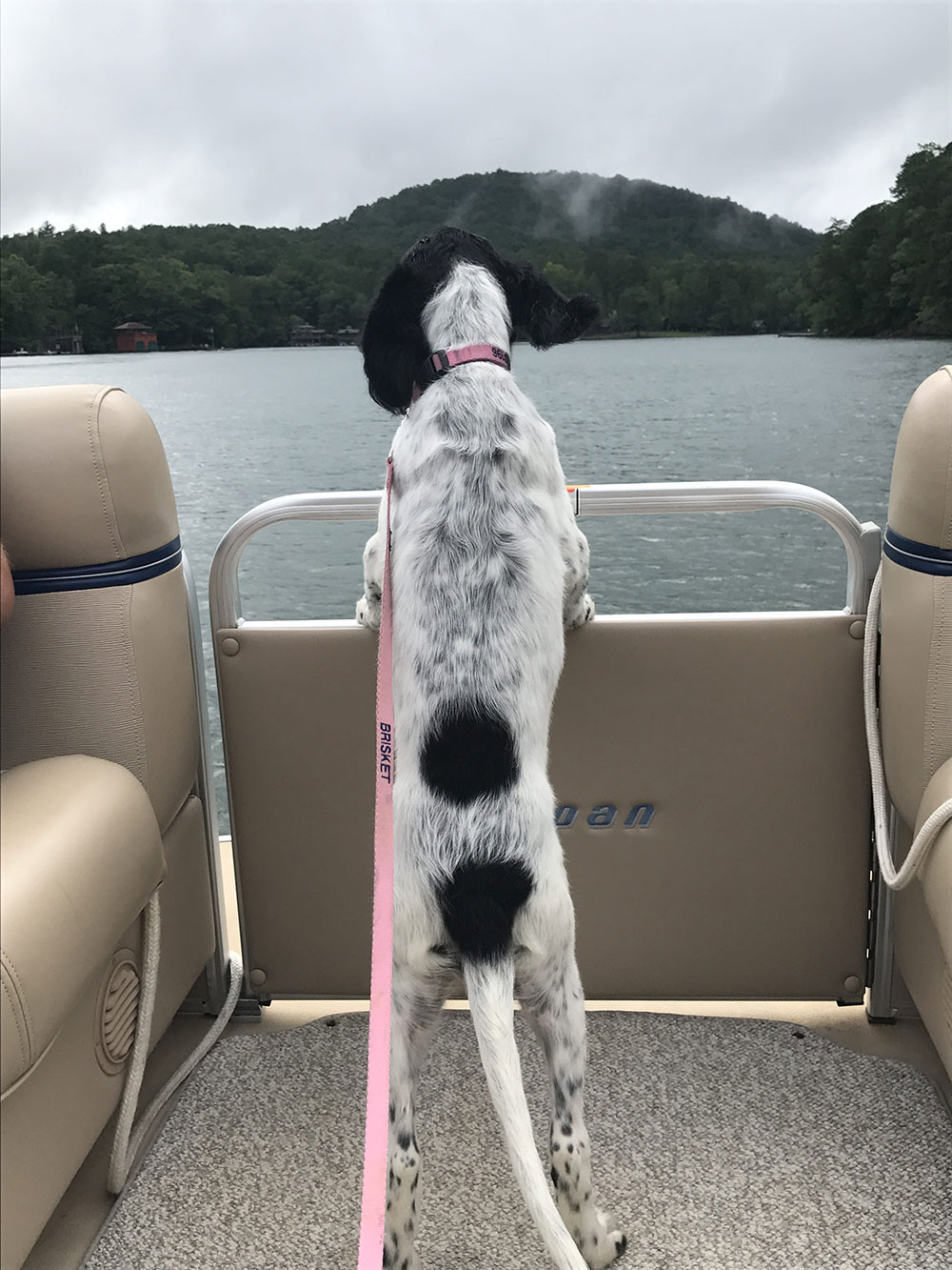 A happy dog views Lake Rabun from a ski boat
