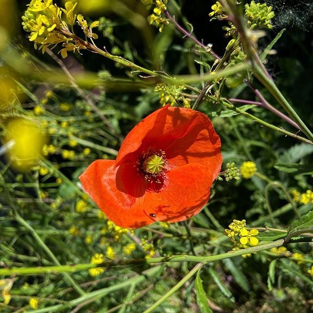 Stand out from the crowd and be different...
.
.
.
.
.
.

#wellbeing #inspiration #positivity #motivation #positivethoughts #gratitude #spreadpositivity #letstalk #mindsetmatters #wordsofwisdom #instamood #therapy #eastwest #counsellor #berkshire #be