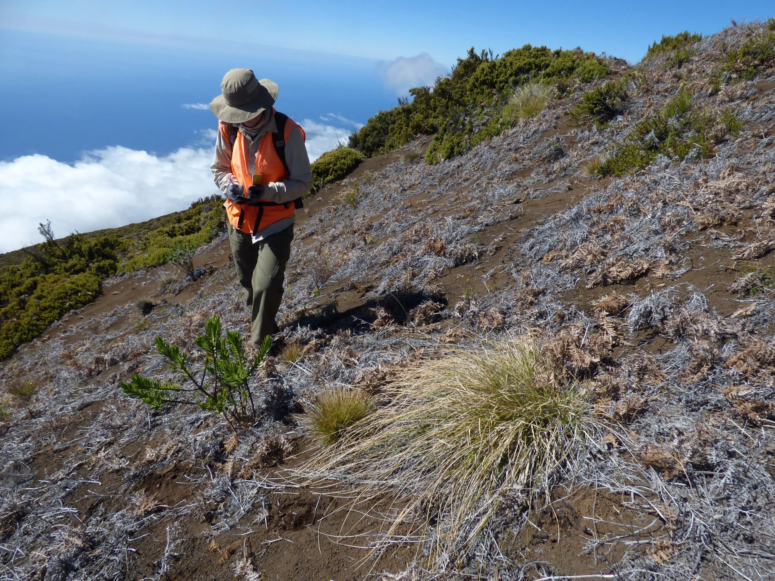 Limited ecosystem recovery from simulated chronic nitrogen deposition