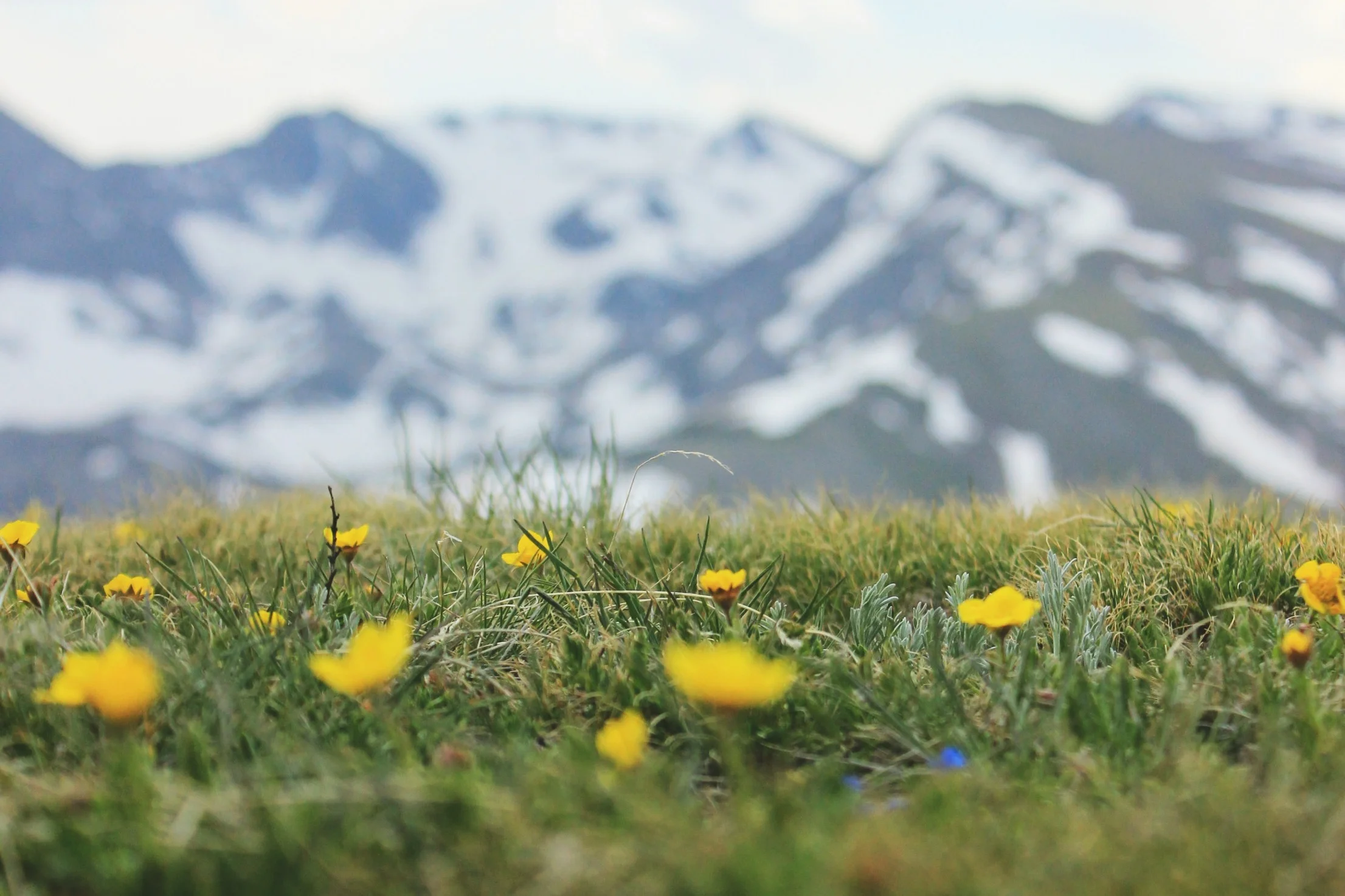 Leaf temperatures mediate alpine plant communities’ response to a simulated extended summer