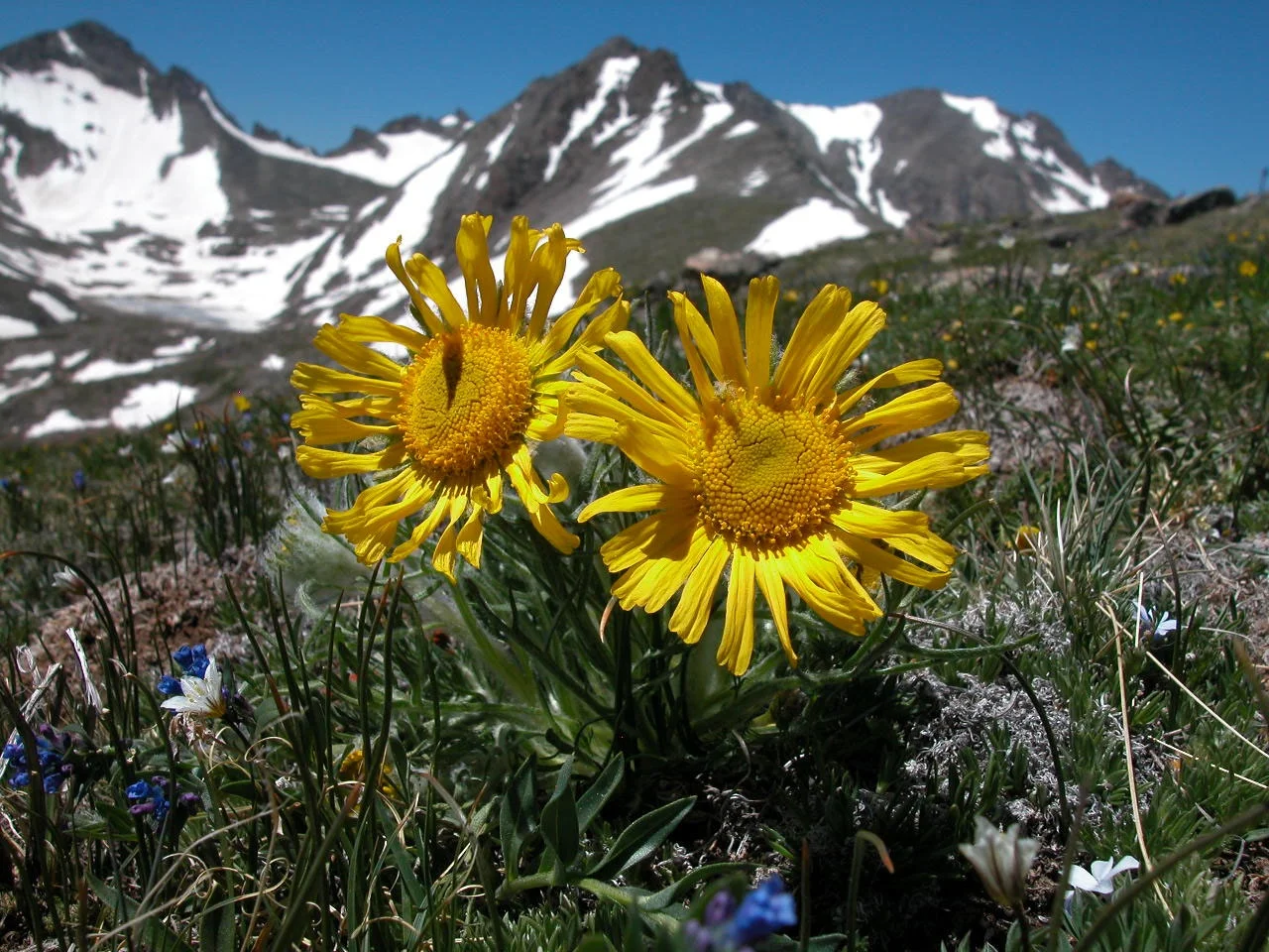 Plant Ecology