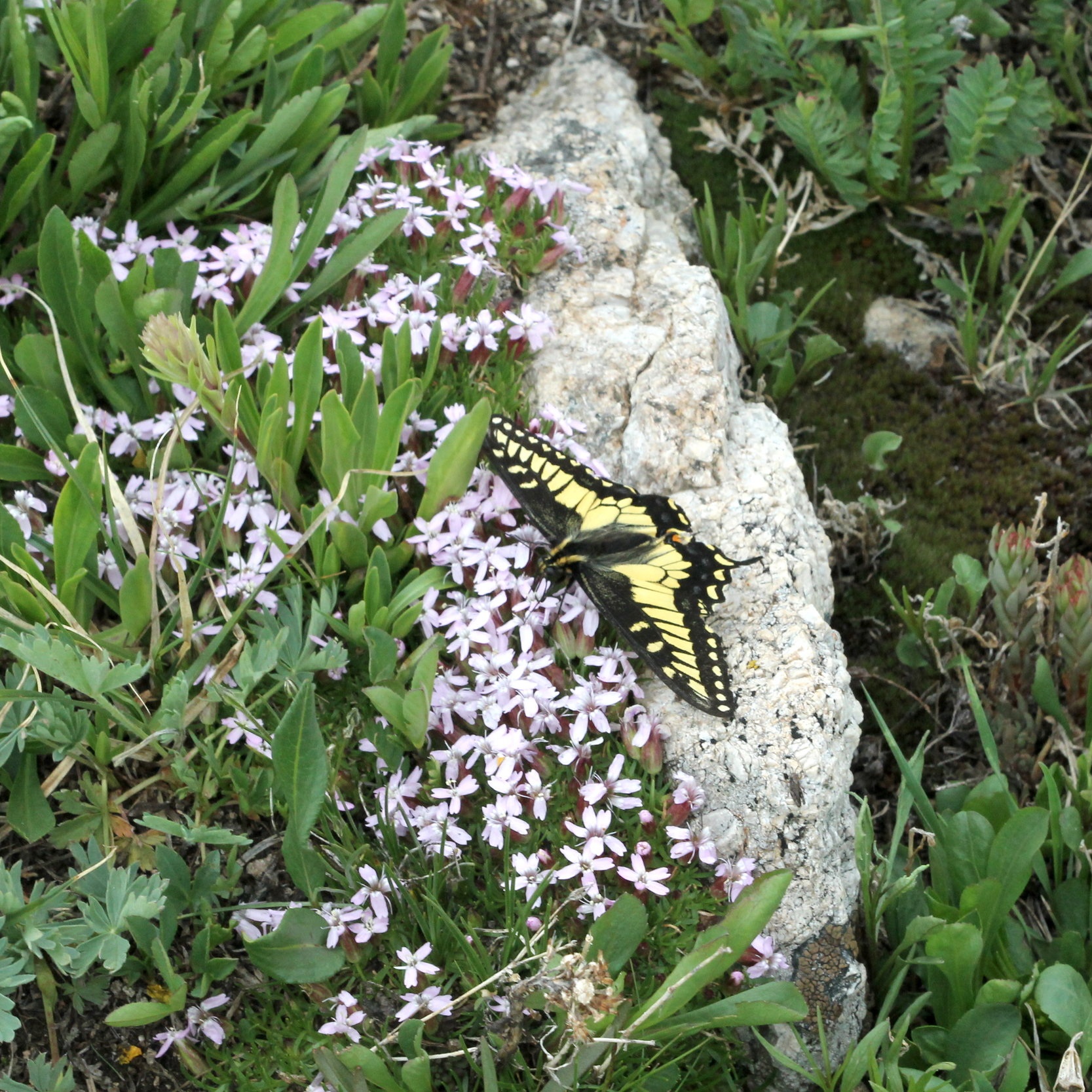 IMG_3415_Butterfly.jpg