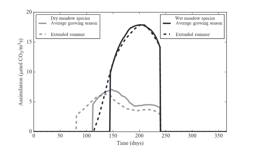 Simulated assimilation rates of dry and wet meadow species in an extended summer scenario, which includes warmer temperatures and a longer growing season, juxtaposed against an average growing season. Simulation outputs are smoothed using a Savitzky–Golay filter over the time series. The lines show the average of 30 simulated values when the model is run with parameter uncertainty during each daily time step