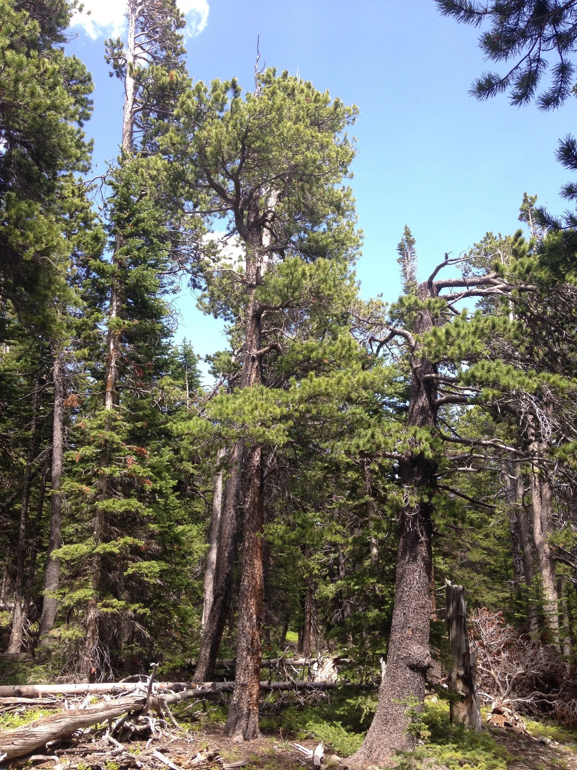 Stand dynamics and topographic setting influence changes in live tree biomass over a 34-year permanent plot record in a subalpine forest in the Colorado Front Range