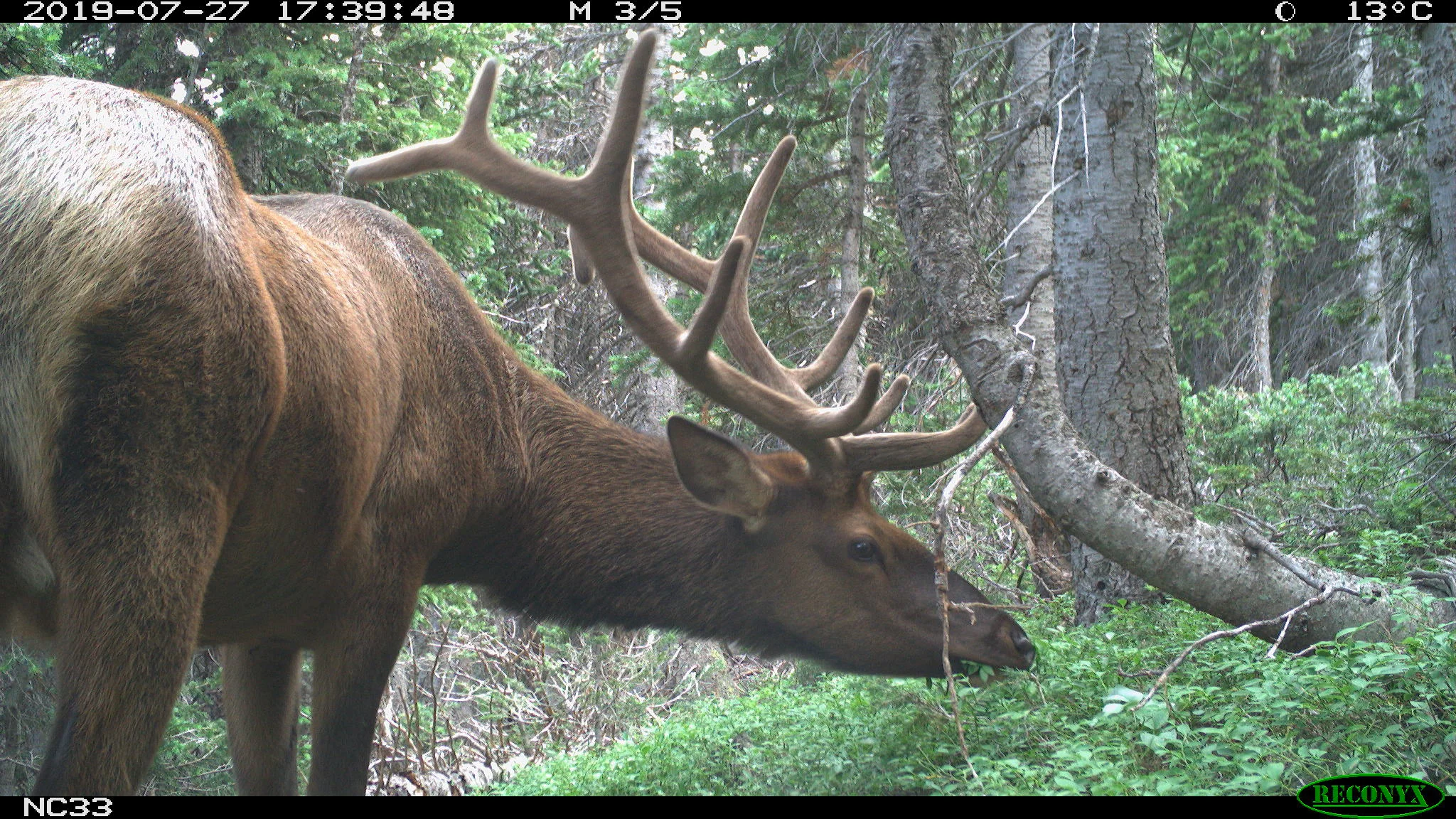 Niwot Ridge mammals caught on camera