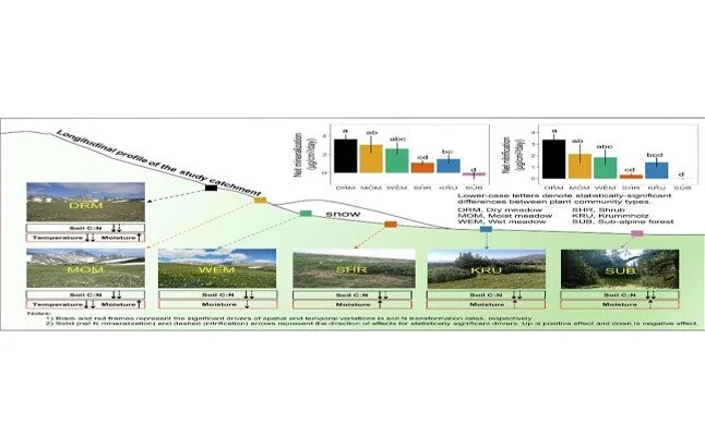 The role of physical properties in controlling soil nitrogen cycling across a tundra-forest ecotone of the Colorado Rocky Mountains, USA
