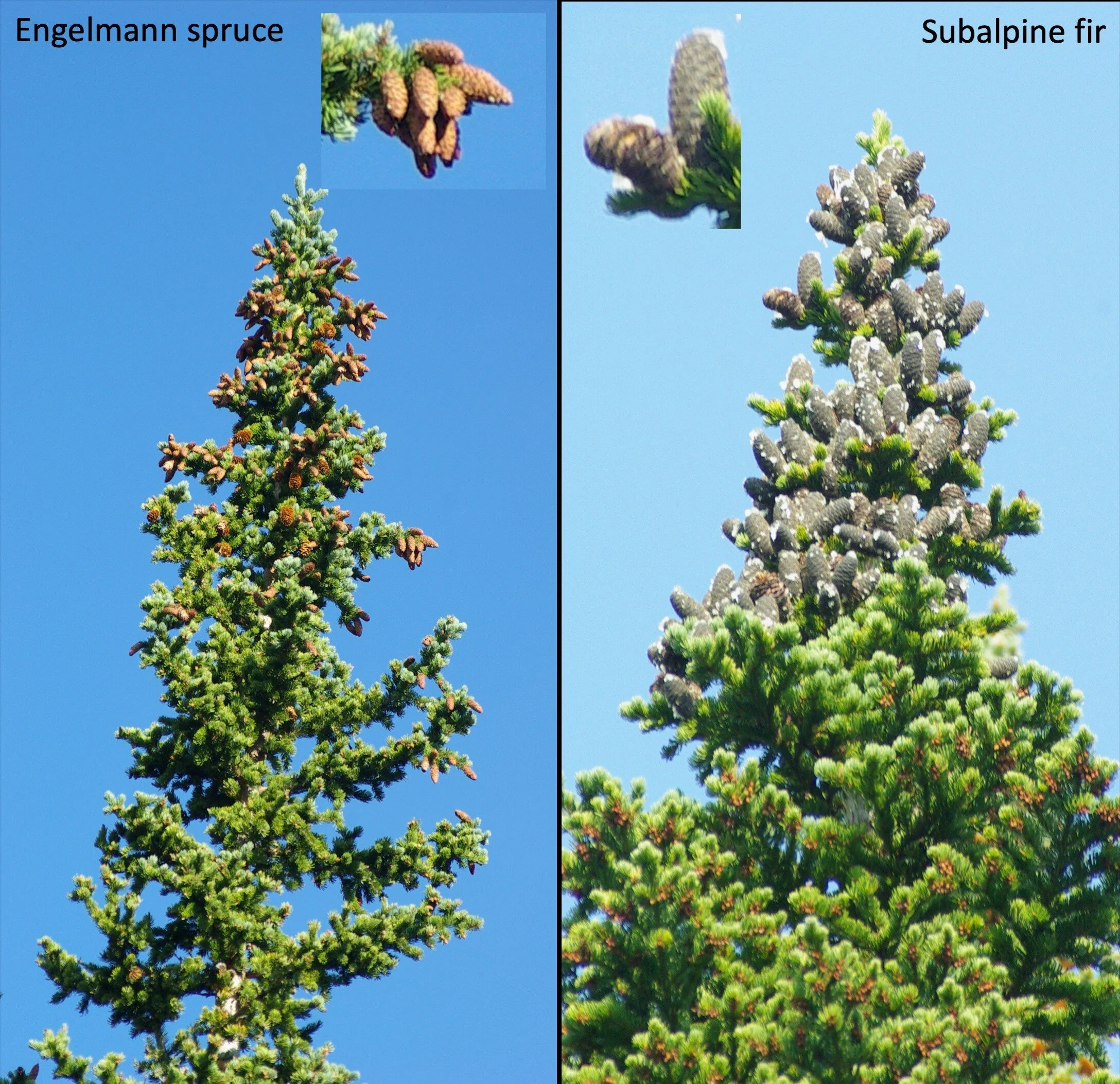 Reproductive maturity and cone abundance vary with tree size and stand basal area for two widely distributed conifers