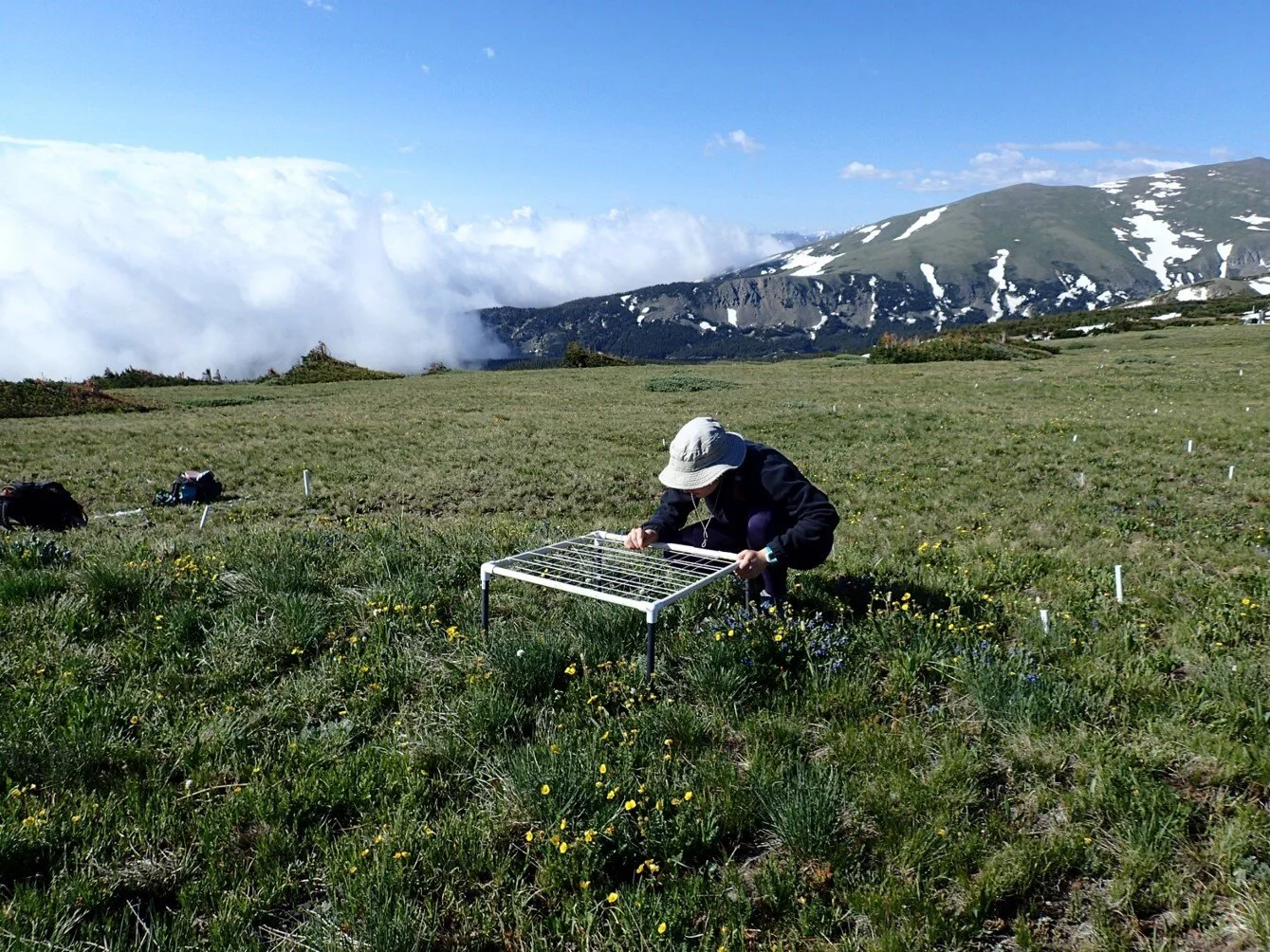 Decadal dynamics of dry alpine meadows under nitrogen and phosphorus additions