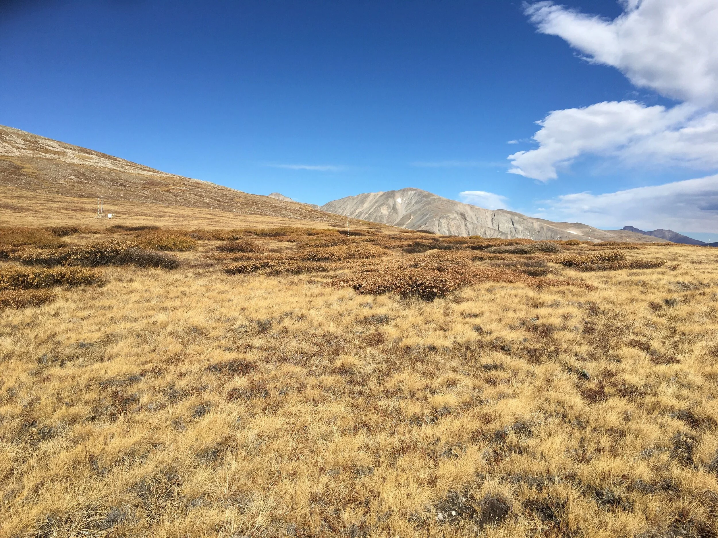 Belowground impacts of alpine woody encroachment are determined by plant traits, local climate and soil conditions