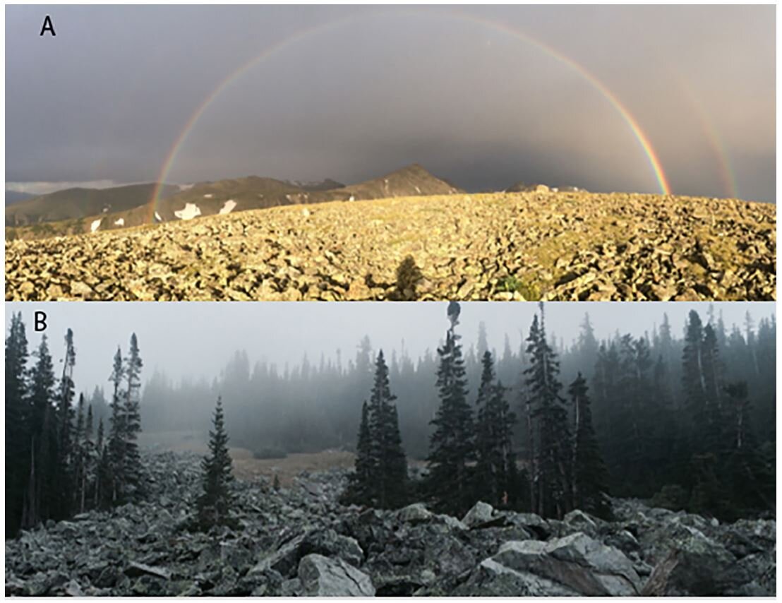 Microclimate and summer surface activity in the American pika (Ochotona princeps)