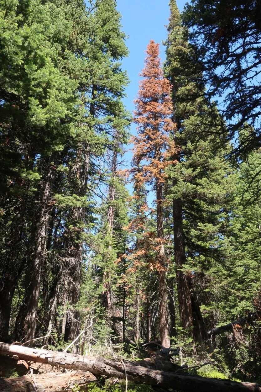 Increasing rates of subalpine tree mortality linked to warmer and drier summers
