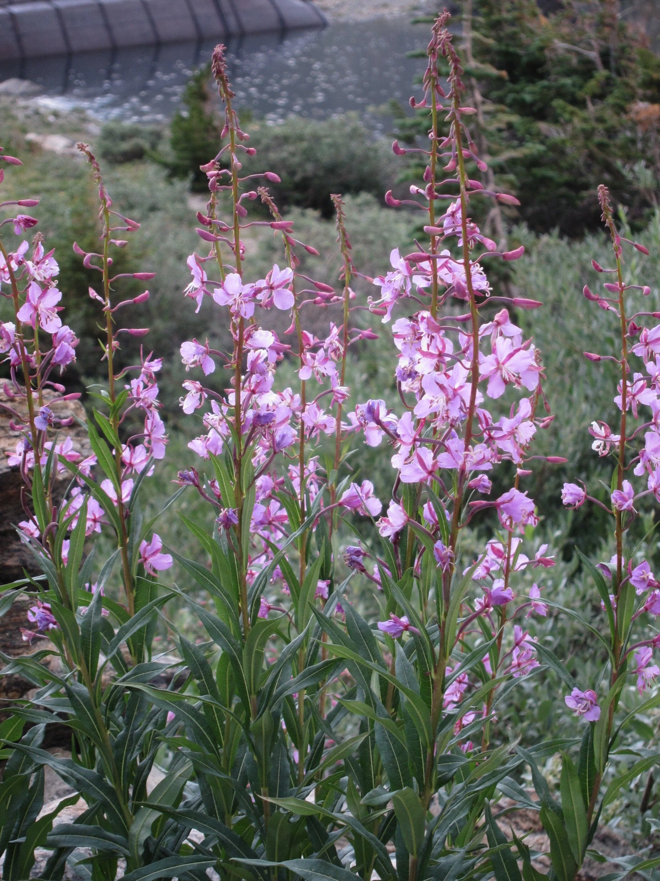 Climate Change, Ecosystem Processes and Biological Diversity Responses in High Elevation Communities