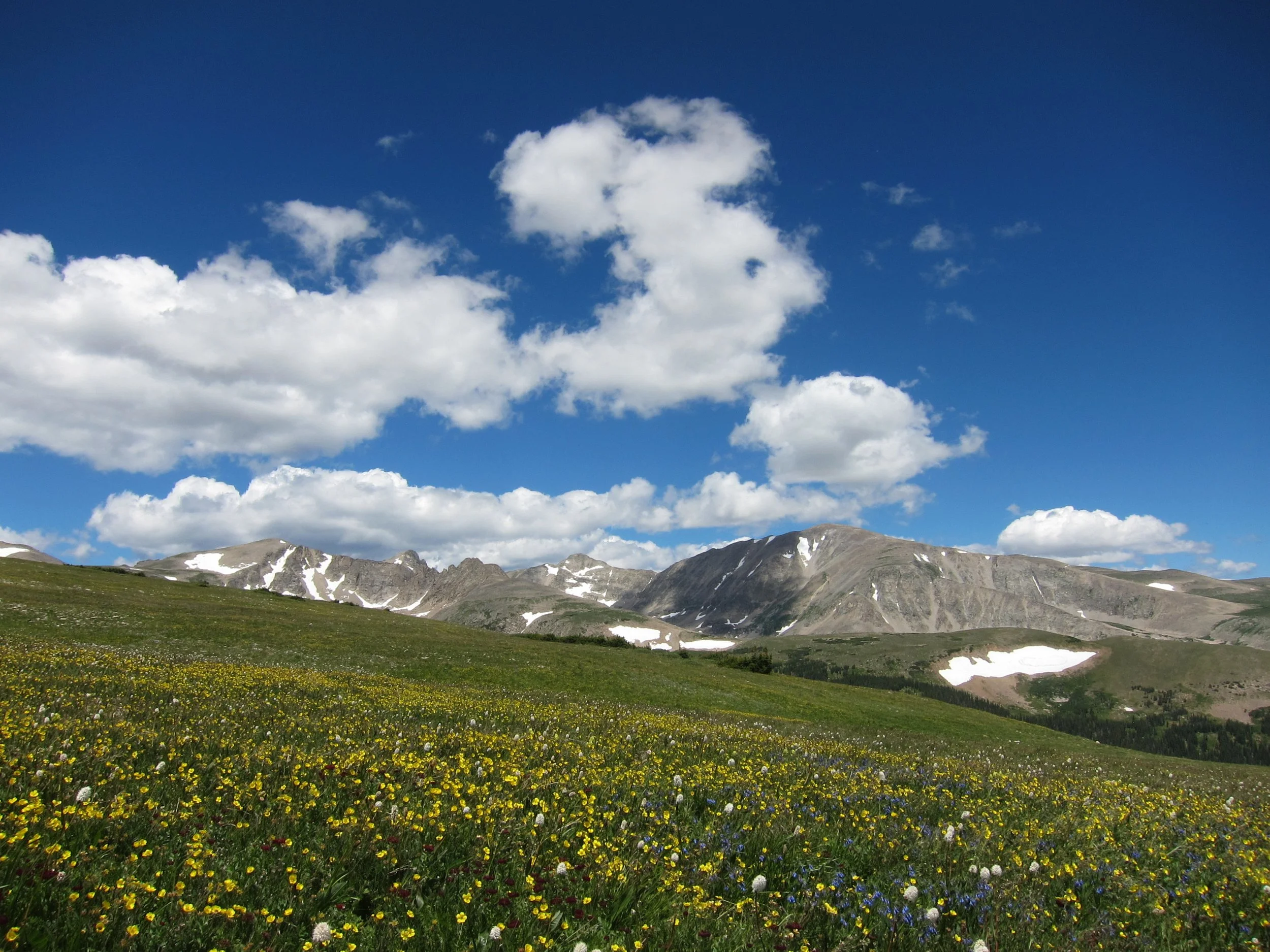Do plant–soil interactions influence how the microbial community responds to environmental change?