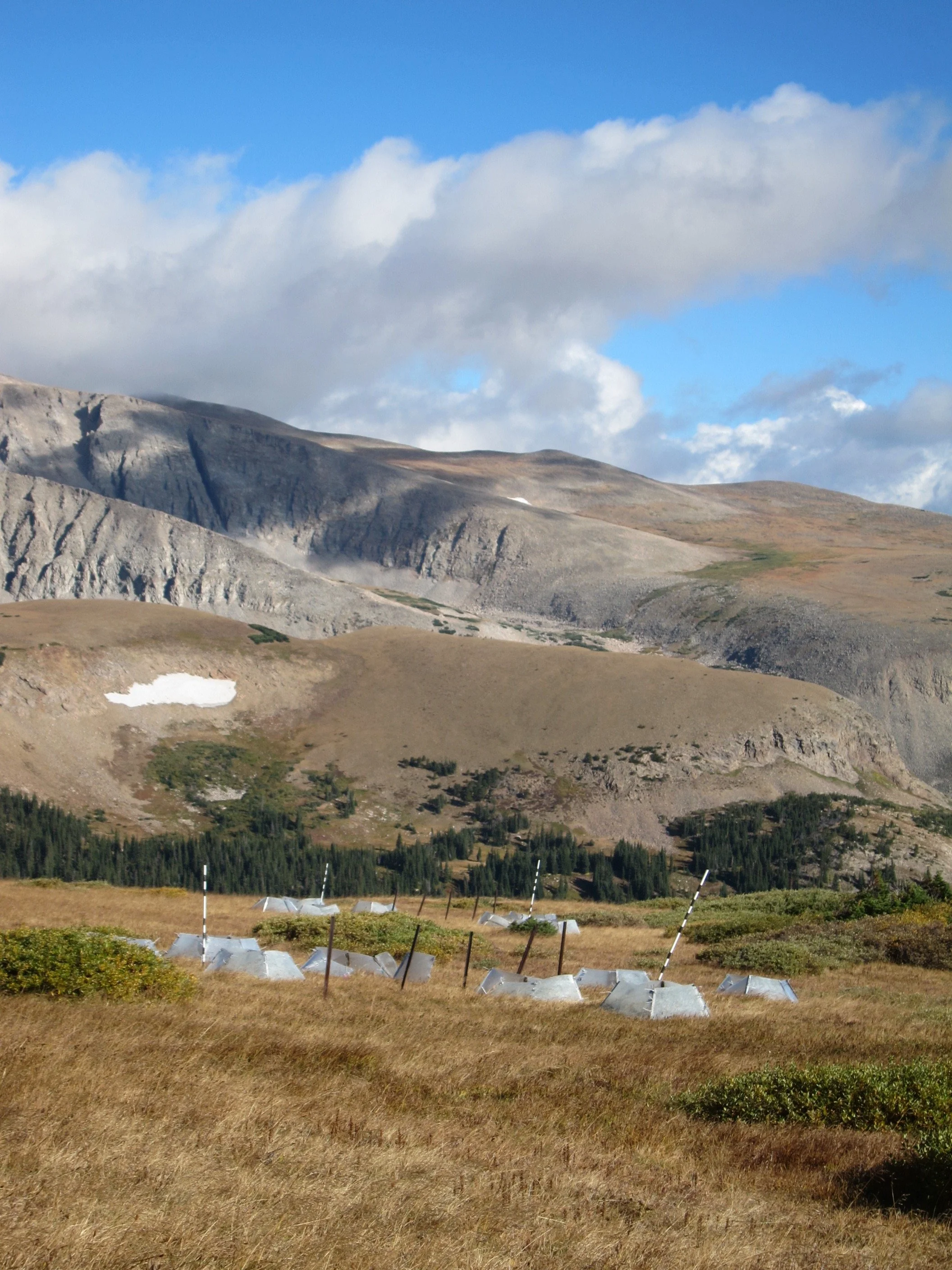 Global change re-structures alpine plant communities through interacting abiotic and biotic effects