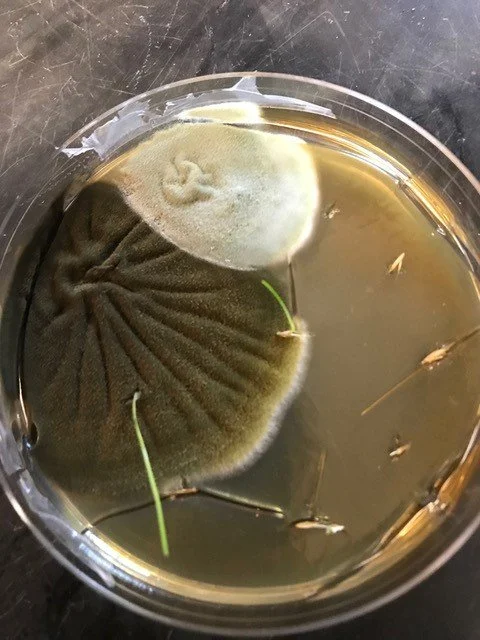 Causes and consequences of differences in soil and seed microbiomes for two alpine plants