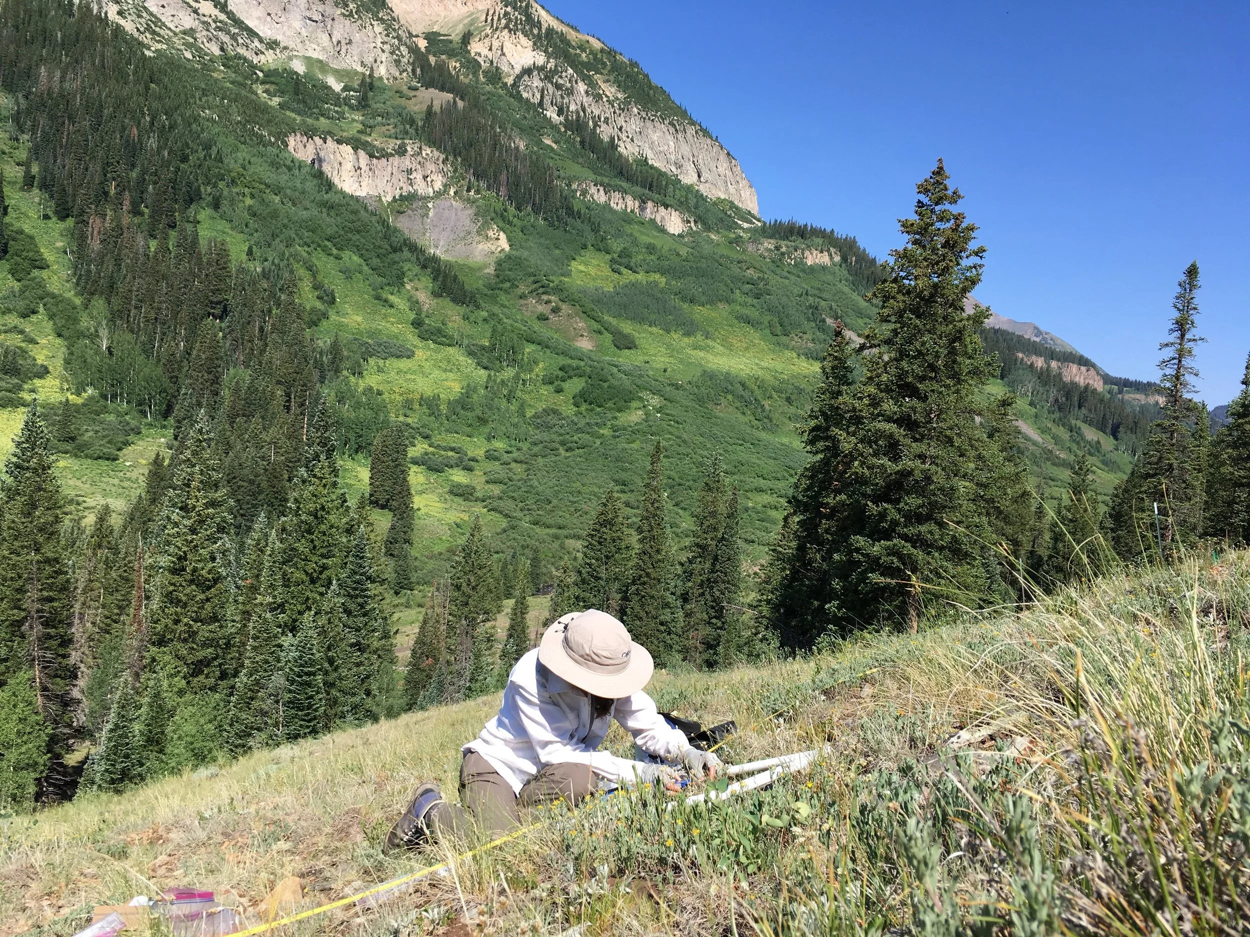 Demographic responses of hybridizing cinquefoils to changing climate in the Colorado Rocky Mountains